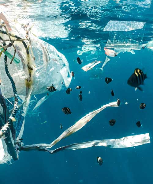 Wildlife Exploration